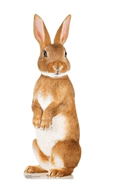 Bunny cutout