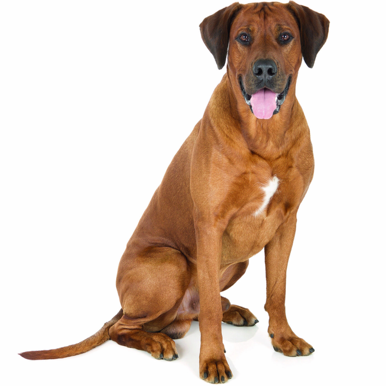 Standard Personalised Pet Cardboard Cutout (upto 60cm) Personalised