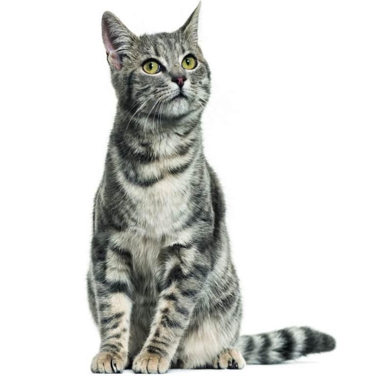 Micro Personalised Pet Cardboard Cutout (upto 30cm) Personalised